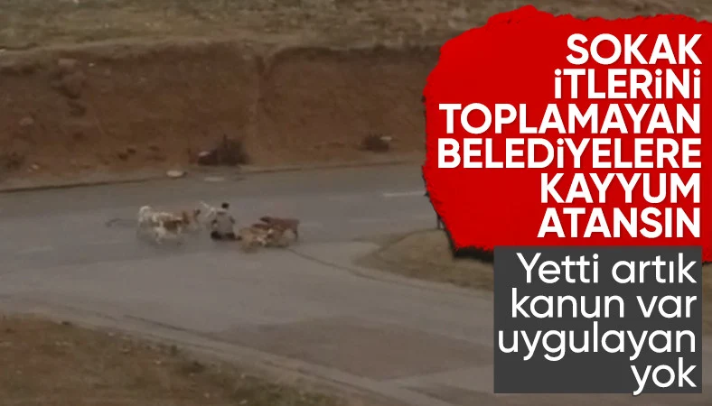 Ankara'da başıboş sokak köpekleri Yenimahalle'de terör estiriyor