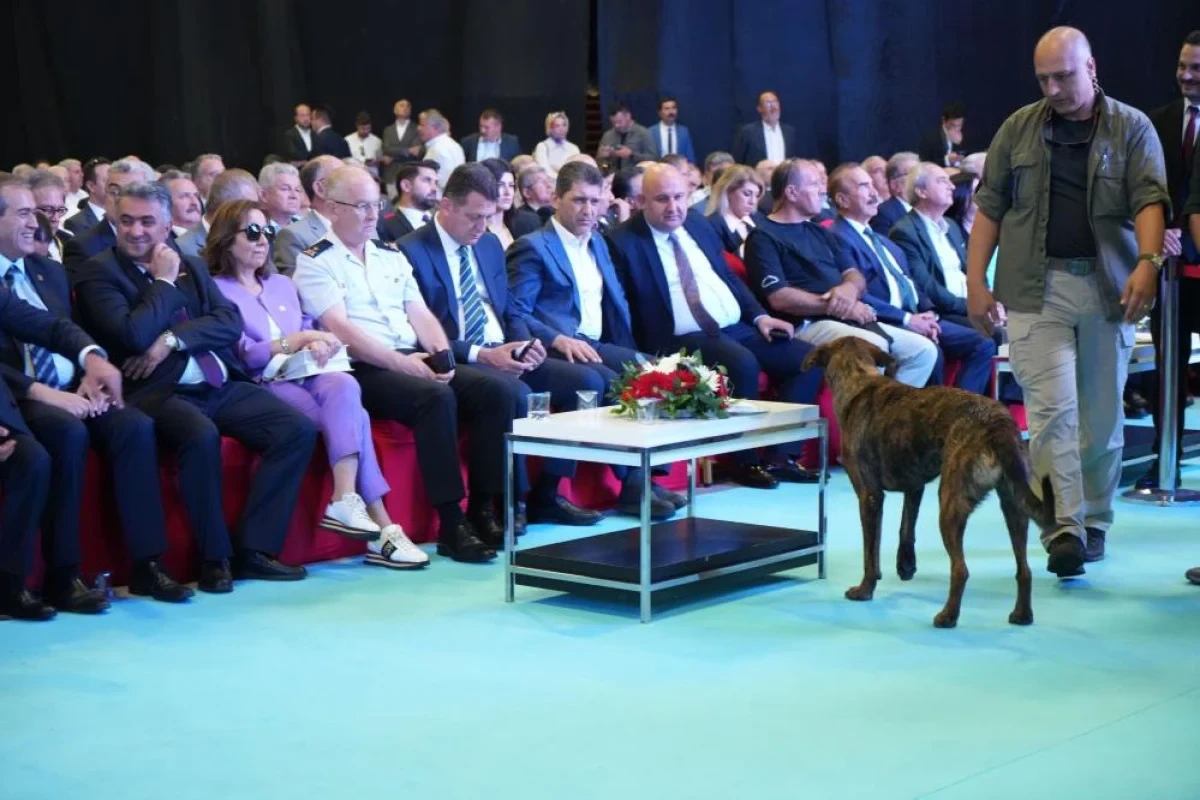 Antalya'da başıboş köpek fuara daldı