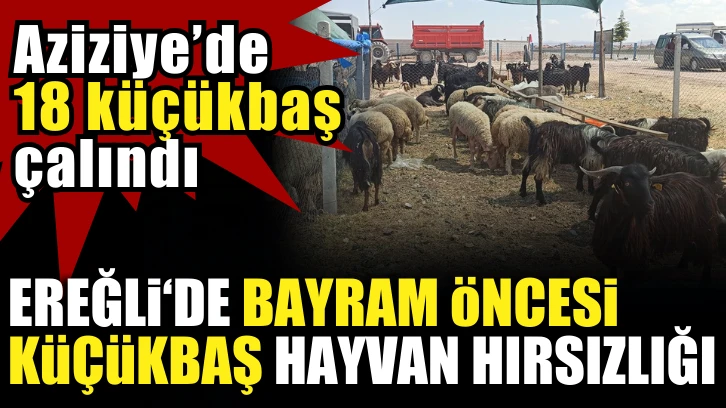 Ereğli'de Kurban Bayramı öncesi hırsızlık! 18 küçükbaş çalındı