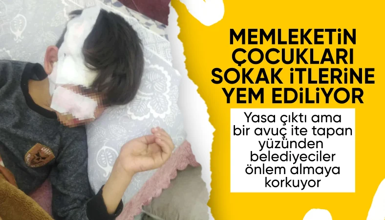 Gaziantep'te 8 yaşındaki çocuğa 5 sokak köpeği saldırdı