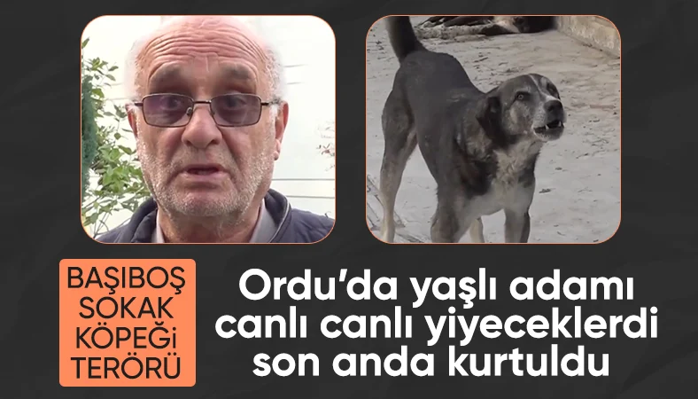 Ordu'da başıboş köpeklerin saldırısından zor kurtuldu