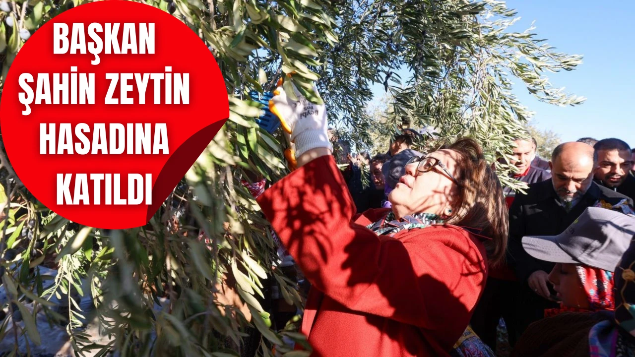 ŞAHİN ZEYTİN HASADINA KATILDI