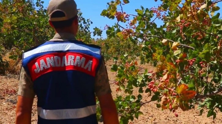 Siirt Fıstık Hasadı Güven Altında