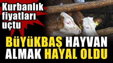 Büyükbaş hayvan almak hayal oldu. Kurbanlık fiyatları uçtu