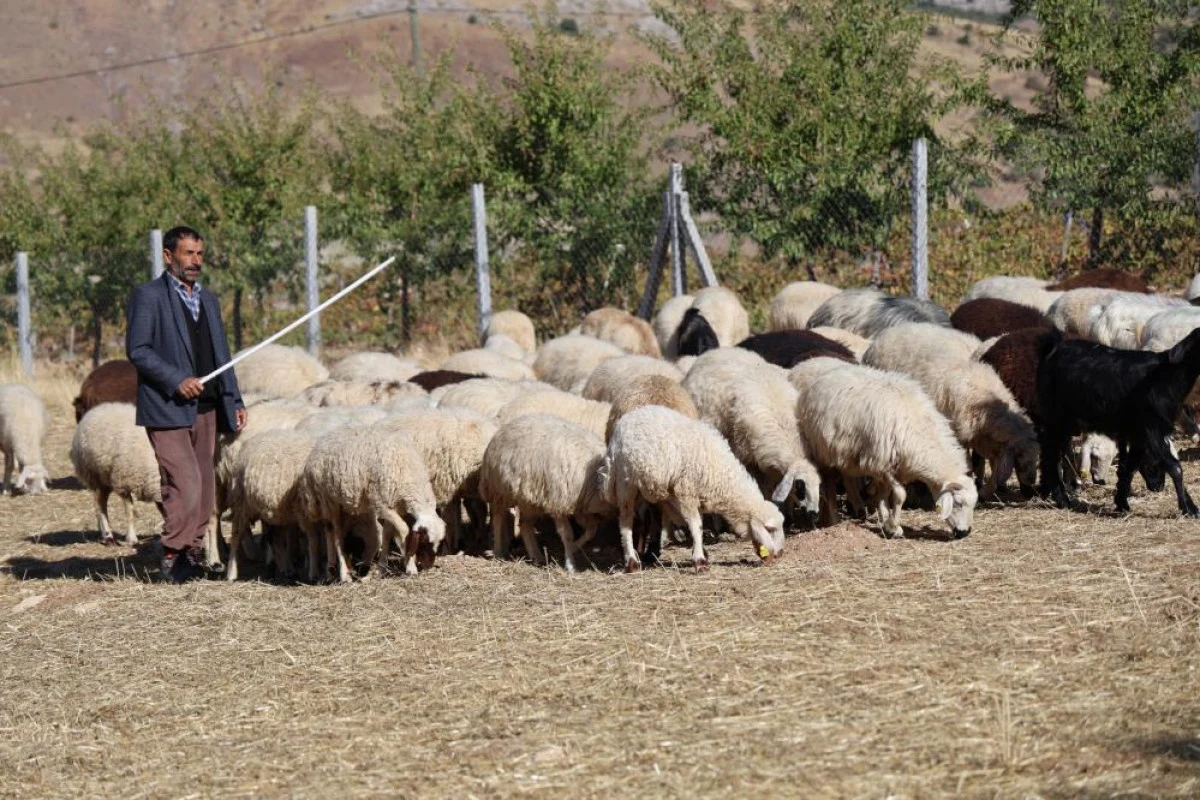 Elazığ'da çoban bulunamıyor: Maaşı memuru ikiye katladı