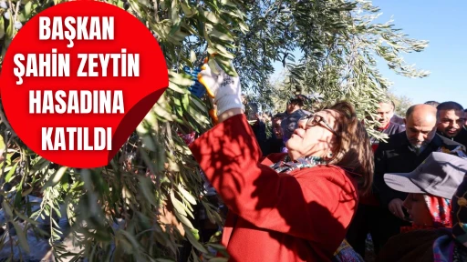 ŞAHİN ZEYTİN HASADINA KATILDI