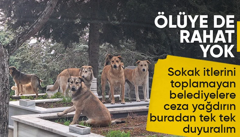 Türkiye'nin kanayan yarası: Başıboş köpekler mezarlıklarda sürü halinde geziyor